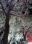 DSC_0513.jpg